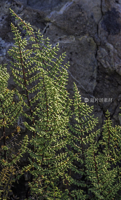 Pellaea mucronata是一种蕨类植物，俗称鸟脚悬崖或蕨类，发现于加利福尼亚州索诺马县Modini Mayacamas Precerve。马亚卡马斯山脉。